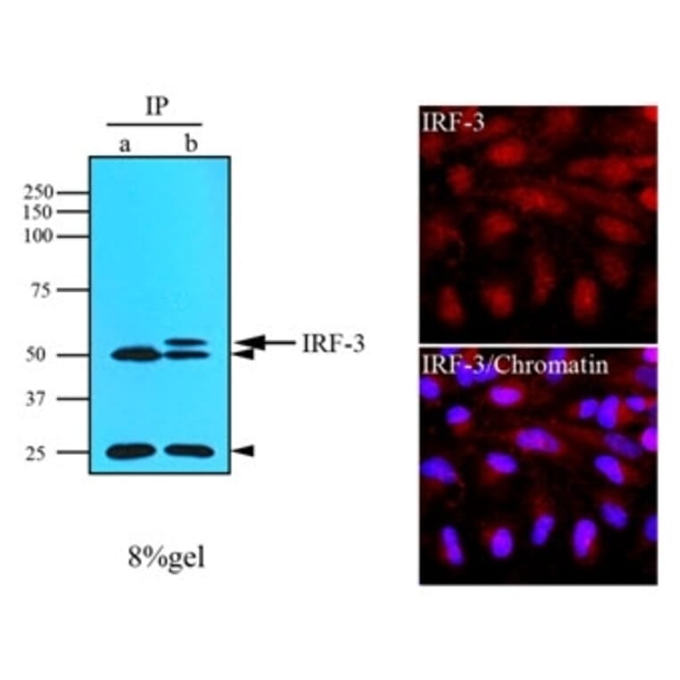 Immunoprecipitation  - Anti-IRF3 Antibody [3F10] (A279303) - Antibodies.com