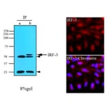 Immunoprecipitation  - Anti-IRF3 Antibody [3F10] (A279303) - Antibodies.com