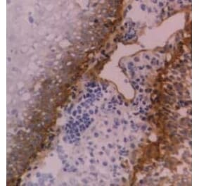 Flow Cytometry - Anti-Integrin beta 4 Antibody [450-9D] (A279328) - Antibodies.com