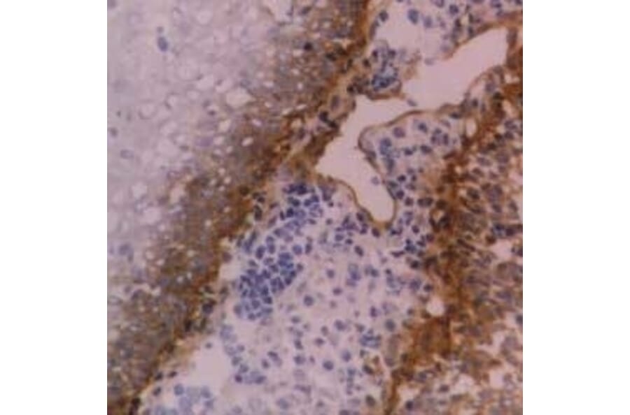 Flow Cytometry - Anti-Integrin beta 4 Antibody [450-9D] (A279328) - Antibodies.com