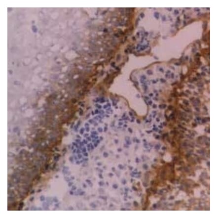 Flow Cytometry - Anti-Integrin beta 4 Antibody [450-9D] (A279328) - Antibodies.com