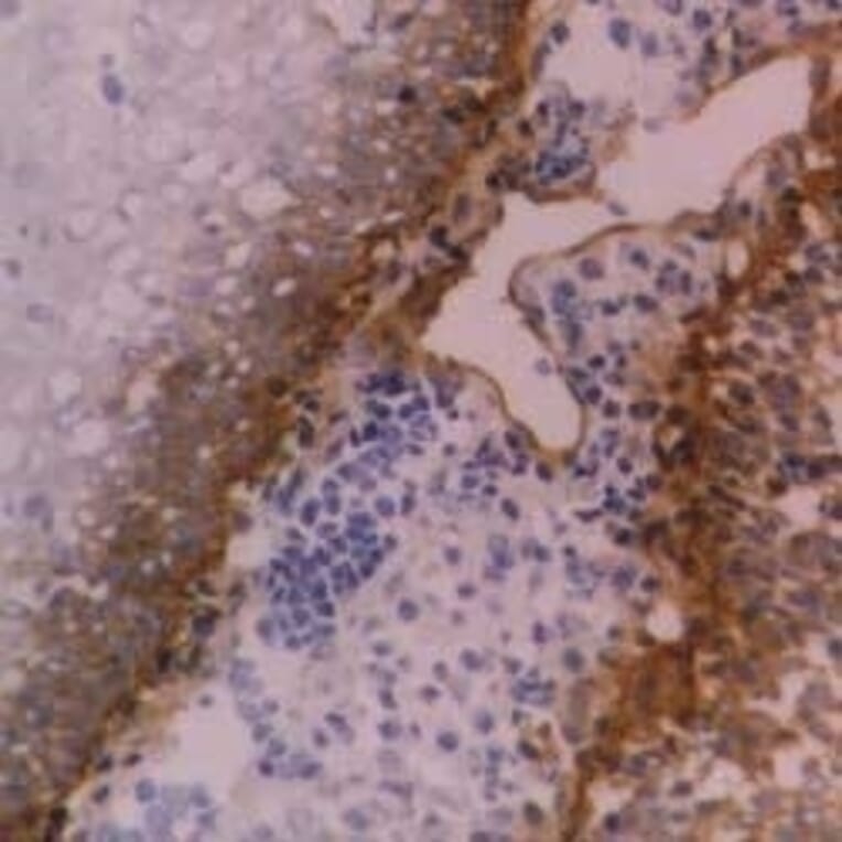 Flow Cytometry - Anti-Integrin beta 4 Antibody [450-9D] (A279328) - Antibodies.com