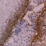 Flow Cytometry - Anti-Integrin beta 4 Antibody [450-9D] (A279328) - Antibodies.com