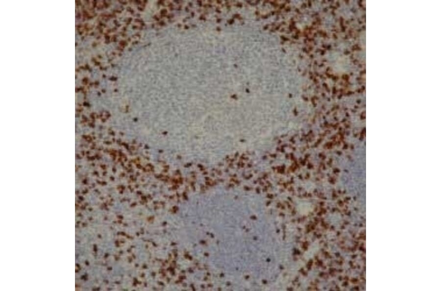 Immunohistochemistry - Anti-CD8 Antibody [4B11] (A279342) - Antibodies.com