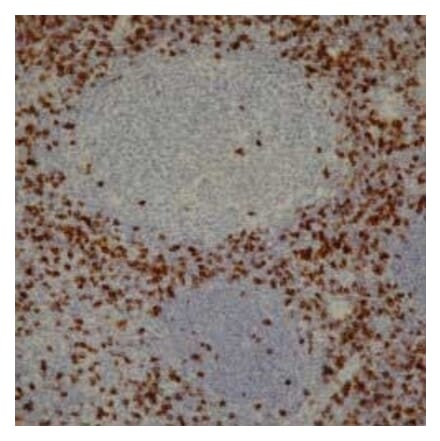 Immunohistochemistry - Anti-CD8 Antibody [4B11] (A279342) - Antibodies.com