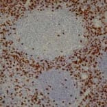 Immunohistochemistry - Anti-CD8 Antibody [4B11] (A279342) - Antibodies.com