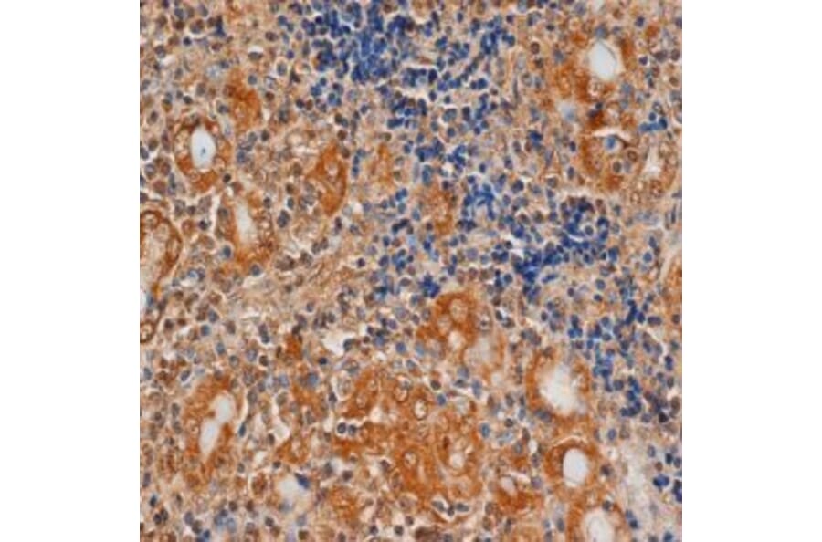 Flow Cytometry - Anti-TSH Receptor / TSH-R Antibody [4C1] (A279361) - Antibodies.com