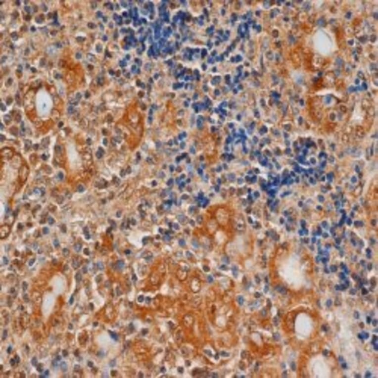 Flow Cytometry - Anti-TSH Receptor / TSH-R Antibody [4C1] (A279361) - Antibodies.com