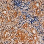 Flow Cytometry - Anti-TSH Receptor / TSH-R Antibody [4C1] (A279361) - Antibodies.com