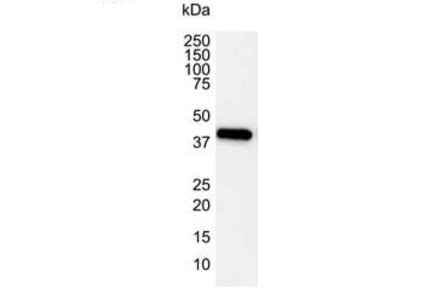 Western Blot - Anti-beta Actin Antibody [4C2] (A279363) - Antibodies.com