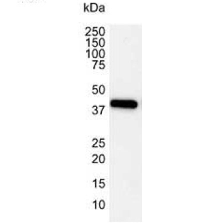 Western Blot - Anti-beta Actin Antibody [4C2] (A279363) - Antibodies.com