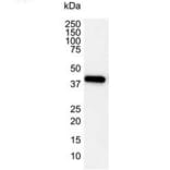 Western Blot - Anti-beta Actin Antibody [4C2] (A279363) - Antibodies.com