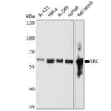 Western Blot - Anti-Src Antibody [4F10B5] (A279376) - Antibodies.com
