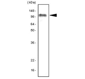 Western Blot - Anti-TLR7 Antibody [4F4] (A279380) - Antibodies.com