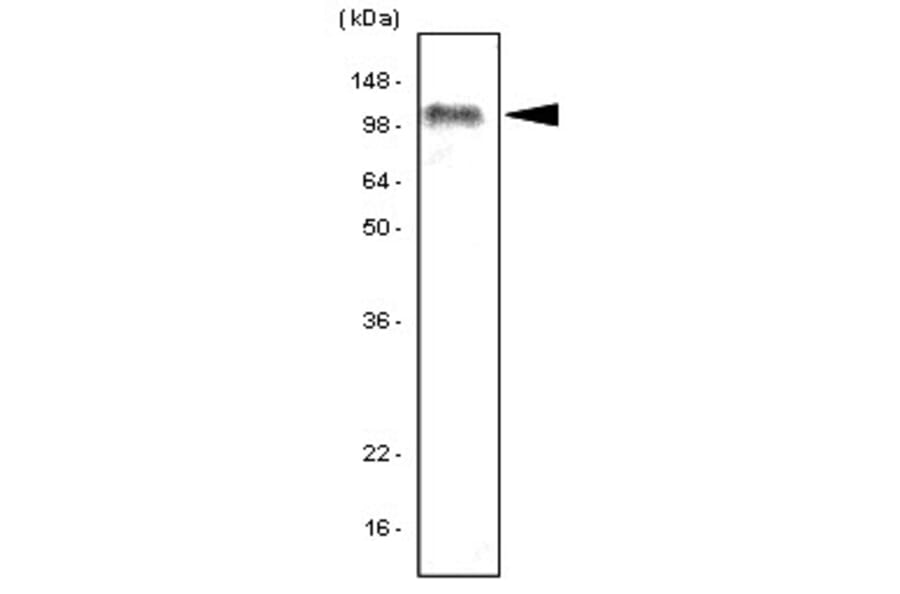 Western Blot - Anti-TLR7 Antibody [4F4] (A279380) - Antibodies.com