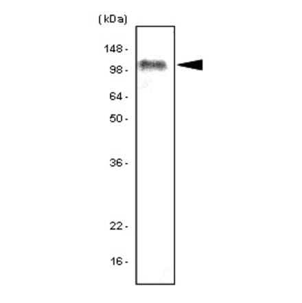 Western Blot - Anti-TLR7 Antibody [4F4] (A279380) - Antibodies.com