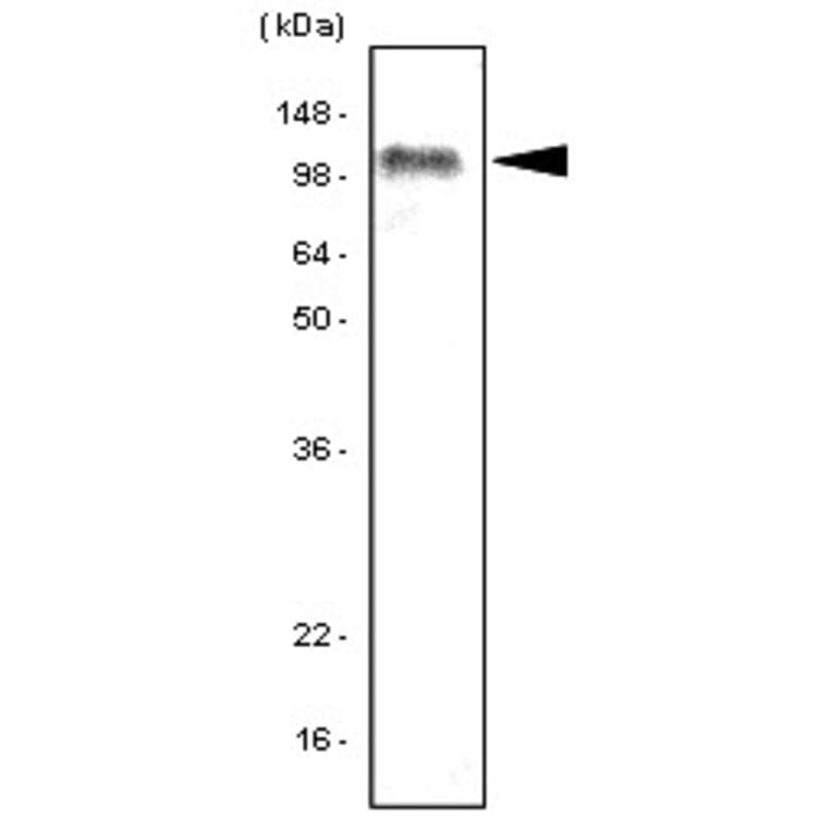 Western Blot - Anti-TLR7 Antibody [4F4] (A279380) - Antibodies.com