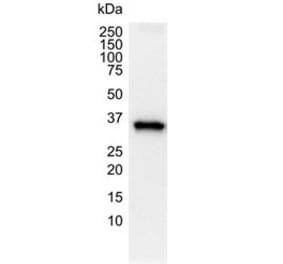 Western Blot - Anti-GAPDH Antibody [4G5] (A279385) - Antibodies.com