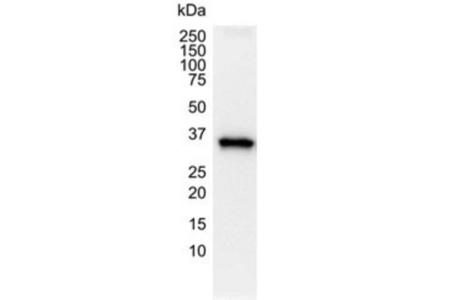 Western Blot - Anti-GAPDH Antibody [4G5] (A279385) - Antibodies.com