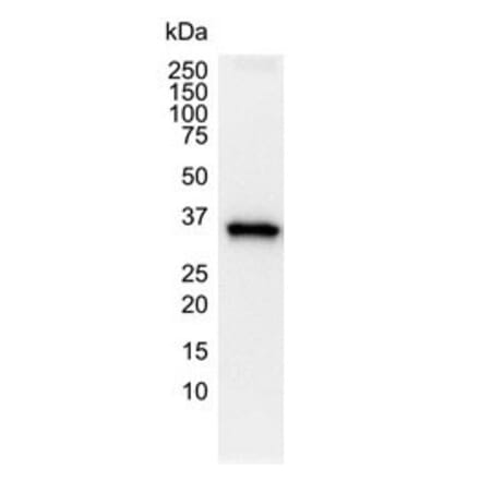 Western Blot - Anti-GAPDH Antibody [4G5] (A279385) - Antibodies.com