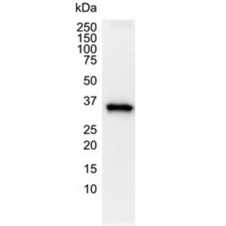 Western Blot - Anti-GAPDH Antibody [4G5] (A279385) - Antibodies.com