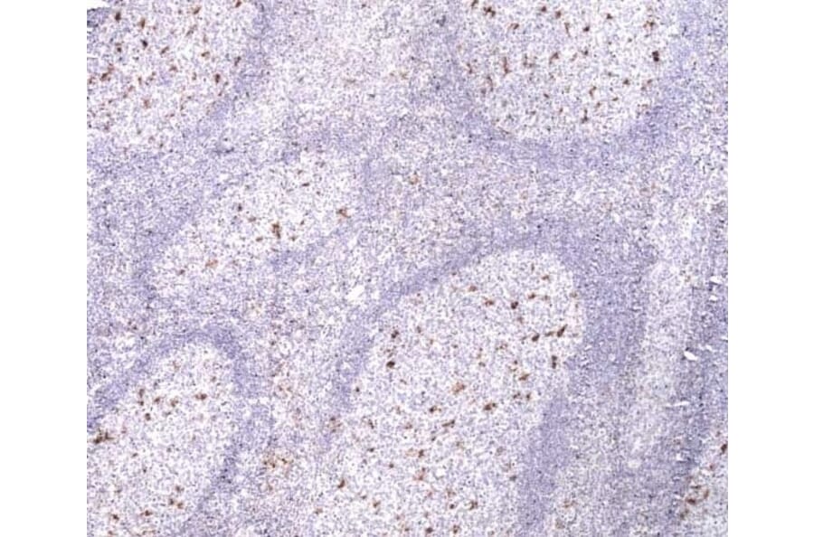 Immunohistochemistry - Anti-CD68 Antibody [514H12] (A279396) - Antibodies.com