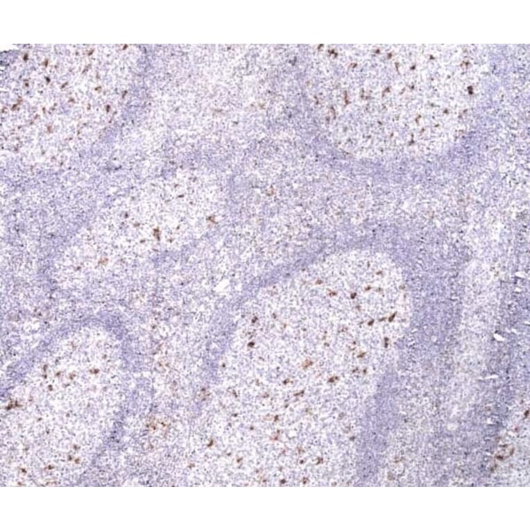 Immunohistochemistry - Anti-CD68 Antibody [514H12] (A279396) - Antibodies.com
