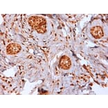 Immunohistochemistry - Anti-Estrogen Receptor beta 2 Antibody [57/3] (A279408) - Antibodies.com