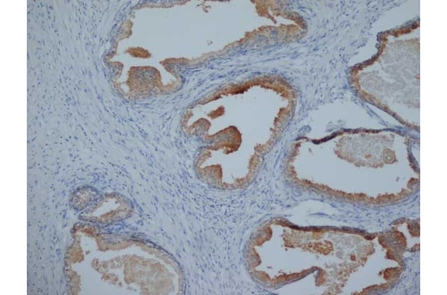 Immunohistochemistry - Anti-Prostate Specific Antigen Antibody [58.8H10] (A279410) - Antibodies.com