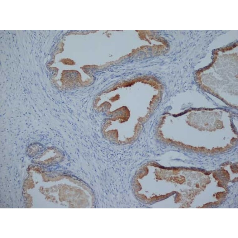 Immunohistochemistry - Anti-Prostate Specific Antigen Antibody [58.8H10] (A279410) - Antibodies.com