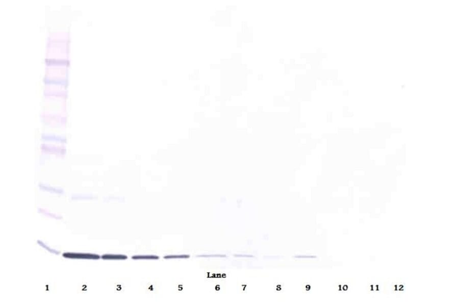 Western Blot - Anti-IL-3 Antibody [5A4-1-16] - BSA and Azide free (A279418) - Antibodies.com