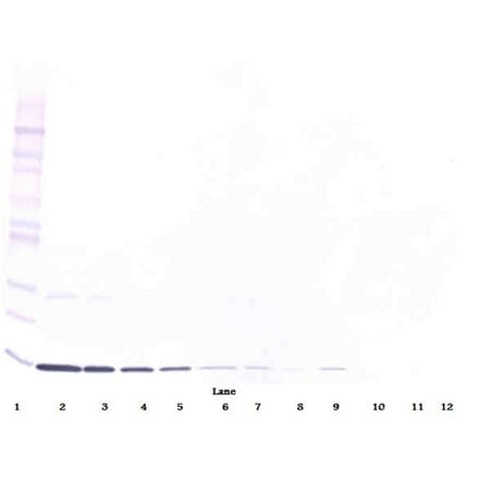 Western Blot - Anti-IL-3 Antibody [5A4-1-16] - BSA and Azide free (A279418) - Antibodies.com
