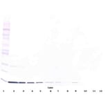 Western Blot - Anti-IL-3 Antibody [5A4-1-16] - BSA and Azide free (A279418) - Antibodies.com