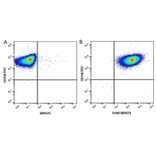 Flow Cytometry - Anti-CD11b Antibody [5C6] (FITC) (A279424) - Antibodies.com