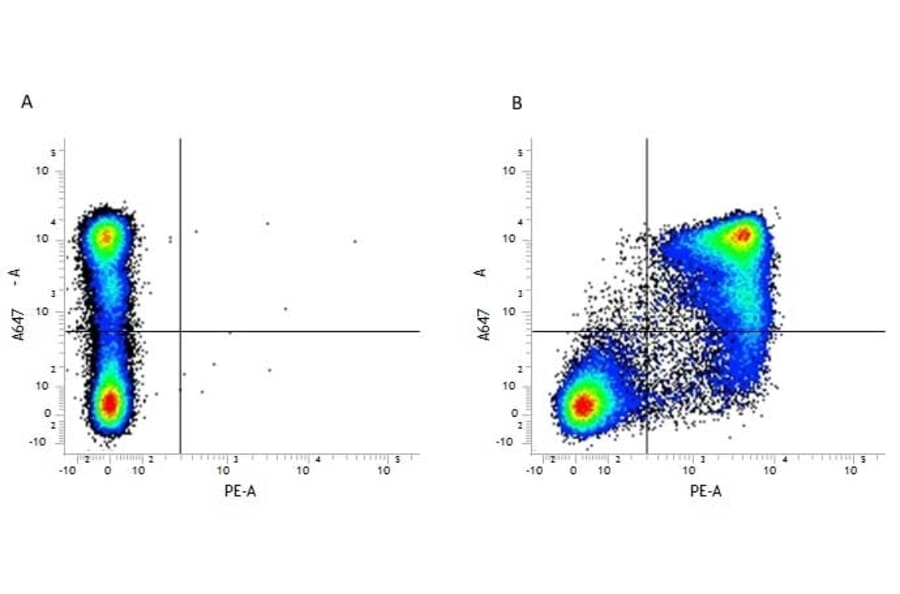 Flow Cytometry - Anti-CD11b Antibody [5C6] (PE) (A279426) - Antibodies.com