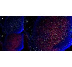 Immunofluorescence  - Anti-CD11b Antibody [5C6] (A279427) - Antibodies.com