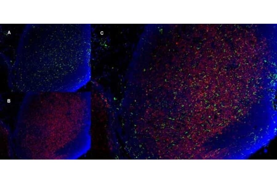 Immunofluorescence  - Anti-CD11b Antibody [5C6] (A279427) - Antibodies.com