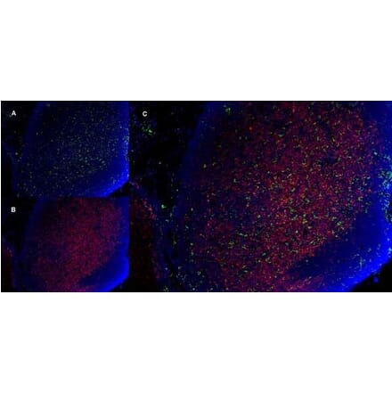 Immunofluorescence  - Anti-CD11b Antibody [5C6] (A279427) - Antibodies.com