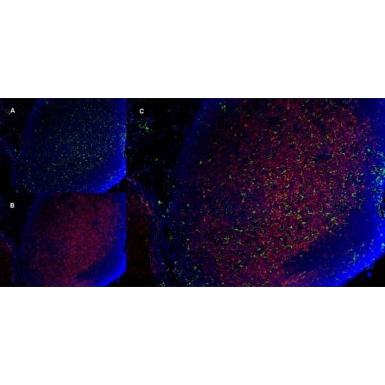 Immunofluorescence  - Anti-CD11b Antibody [5C6] (A279427) - Antibodies.com