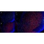 Immunofluorescence  - Anti-CD11b Antibody [5C6] (A279427) - Antibodies.com