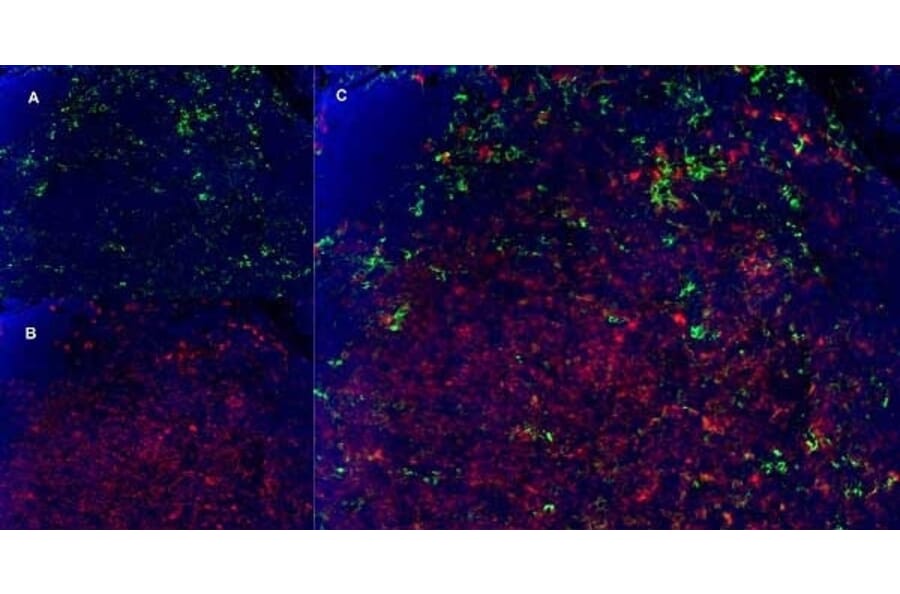 Immunofluorescence  - Anti-CD11b Antibody [5C6] (A279427) - Antibodies.com