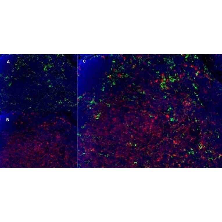 Immunofluorescence  - Anti-CD11b Antibody [5C6] (A279427) - Antibodies.com