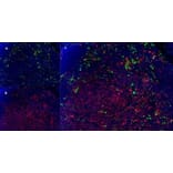 Immunofluorescence  - Anti-CD11b Antibody [5C6] (A279427) - Antibodies.com