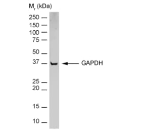 Flow Cytometry - Anti-GAPDH Antibody [6C5] (HRP) (A279473) - Antibodies.com