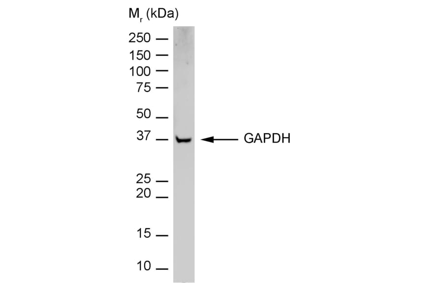 Flow Cytometry - Anti-GAPDH Antibody [6C5] (HRP) (A279473) - Antibodies.com