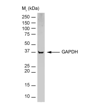 Flow Cytometry - Anti-GAPDH Antibody [6C5] (HRP) (A279473) - Antibodies.com