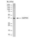 Flow Cytometry - Anti-GAPDH Antibody [6C5] (HRP) (A279473) - Antibodies.com