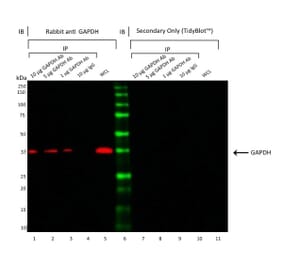 Western Blot - Anti-GAPDH Antibody [6C5] (A279474) - Antibodies.com
