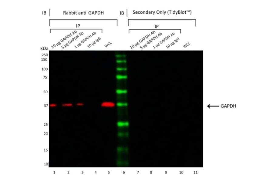 Western Blot - Anti-GAPDH Antibody [6C5] (A279474) - Antibodies.com