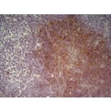 Immunohistochemistry - Anti-CD19 Antibody [6D5] (A279481) - Antibodies.com